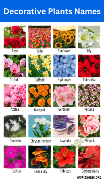 100 Decorative Plants Name | Ornamental Plants – EngDic