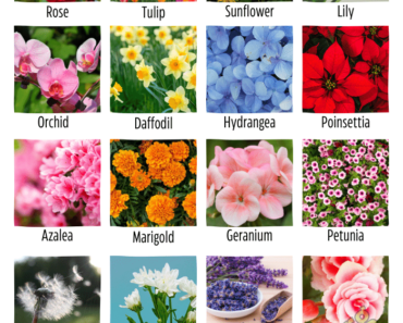 100 Decorative Plants Name | Ornamental Plants