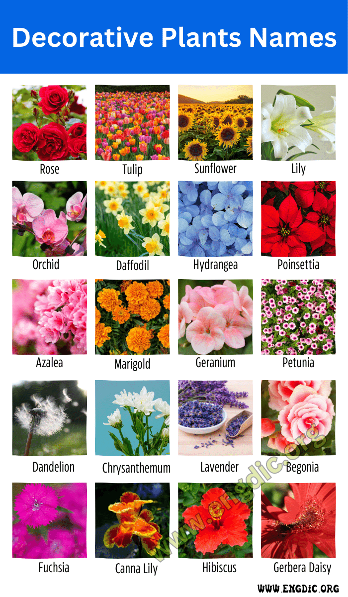 ornamental plants pictures with names