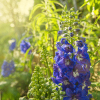 Delphinium Plant