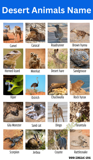 50 Desert Animals Name (Xerocoles Name) - EngDic