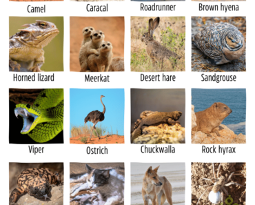 50 Desert Animals Name (Xerocoles Name)
