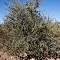 Desert Ironwood