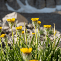 Desert Marigold