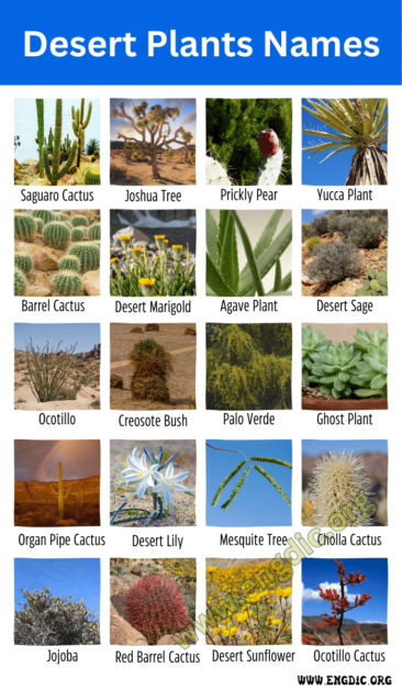 Desert Plants Names Top 10 Desert Plants Names And Pictures Engdic 6444