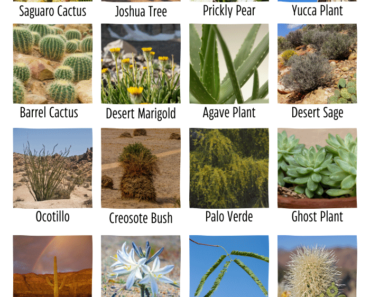 Desert Plants Names | Top 10 Desert Plants Names & Pictures