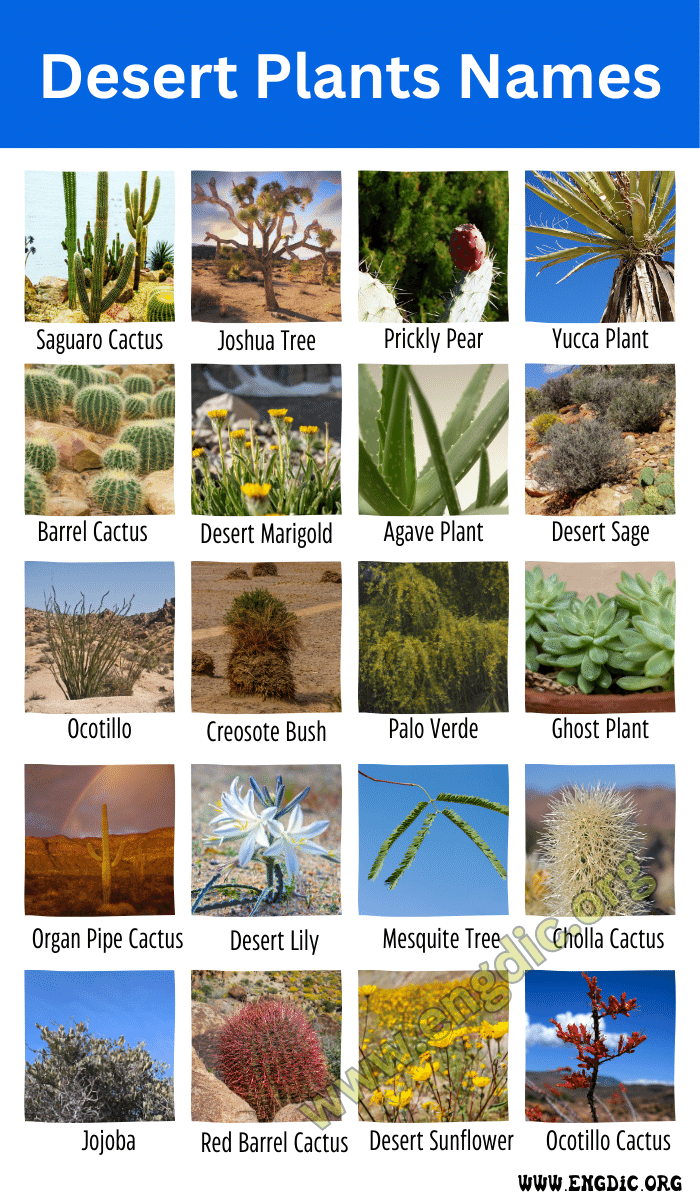Desert Plants Names Top 10 Desert Plants Names Pictures EngDic