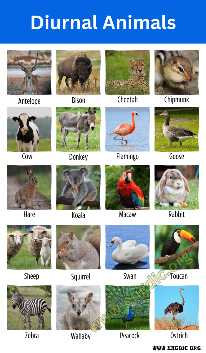 Diurnal Animals