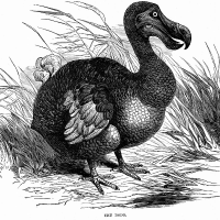 Dodo Bird Dodo Bird