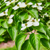 Dogwood Plant