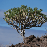 Dragon Tree