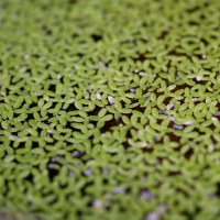 Duckweed