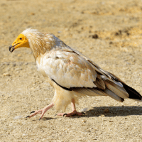 Egyptian Vulture Egyptian Vulture