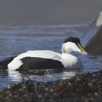 Eider Duck