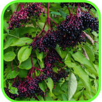 Elderberries Elderberries