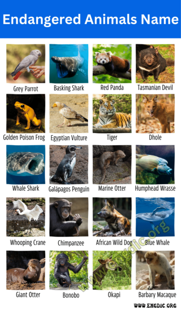 45 Endangered Animals Name With Pictures & Facts - EngDic