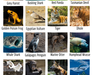 45 Endangered Animals Name With Pictures & Facts