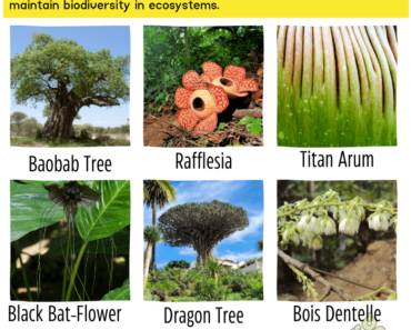 Top 10 Endangered Plants Names & Pictures