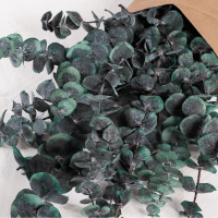 Eucalyptus