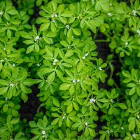 Fenugreek plant