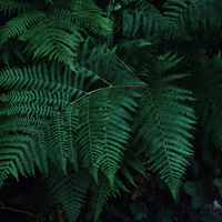 Fern Plant