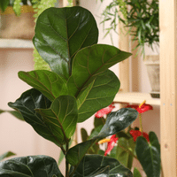 Ficus Plant