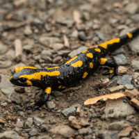 Fire salamander