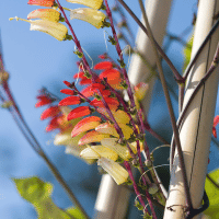 Firecracker Vine