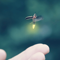 Firefly