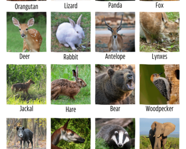 60 Forest Animals Name List With Images