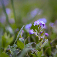Forget Me Not
