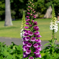 Foxglove Plant