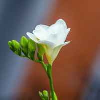 Freesia Plant