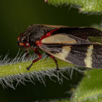 Froghopper