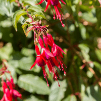 Fuchsia Plant