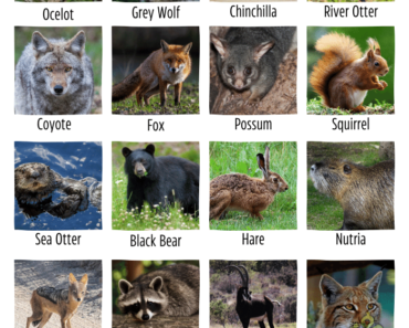30 Fur Animals Name (Animals with Hair)
