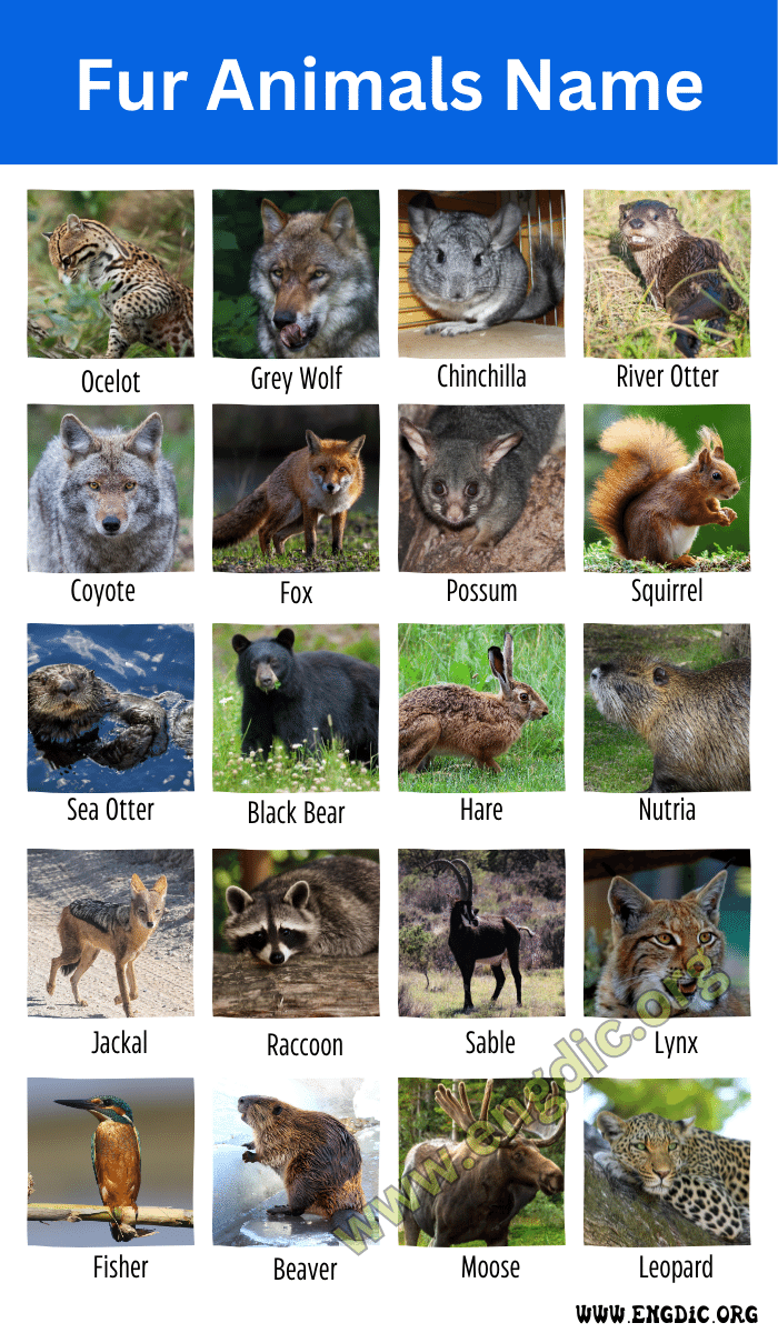 Fur Animals Name