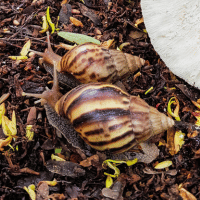 Garden Snail