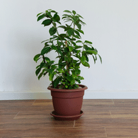 Gardenia Plant