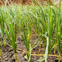 Garlic plant