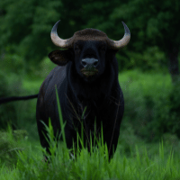 Gaur