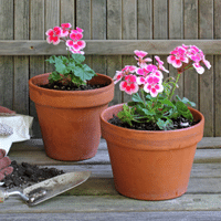 Geranium Plant