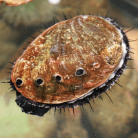 Giant Abalone Giant Abalone
