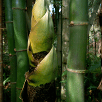 Giant Bamboo