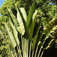 Giant Highland Banana