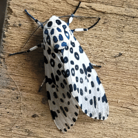 Giant Leopard Moth