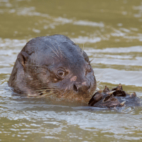 Giant Otter Giant Otter