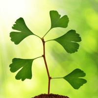 Ginkgo Biloba Plant