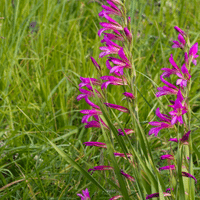 Gladiolus Plant