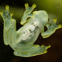 Glass Frog